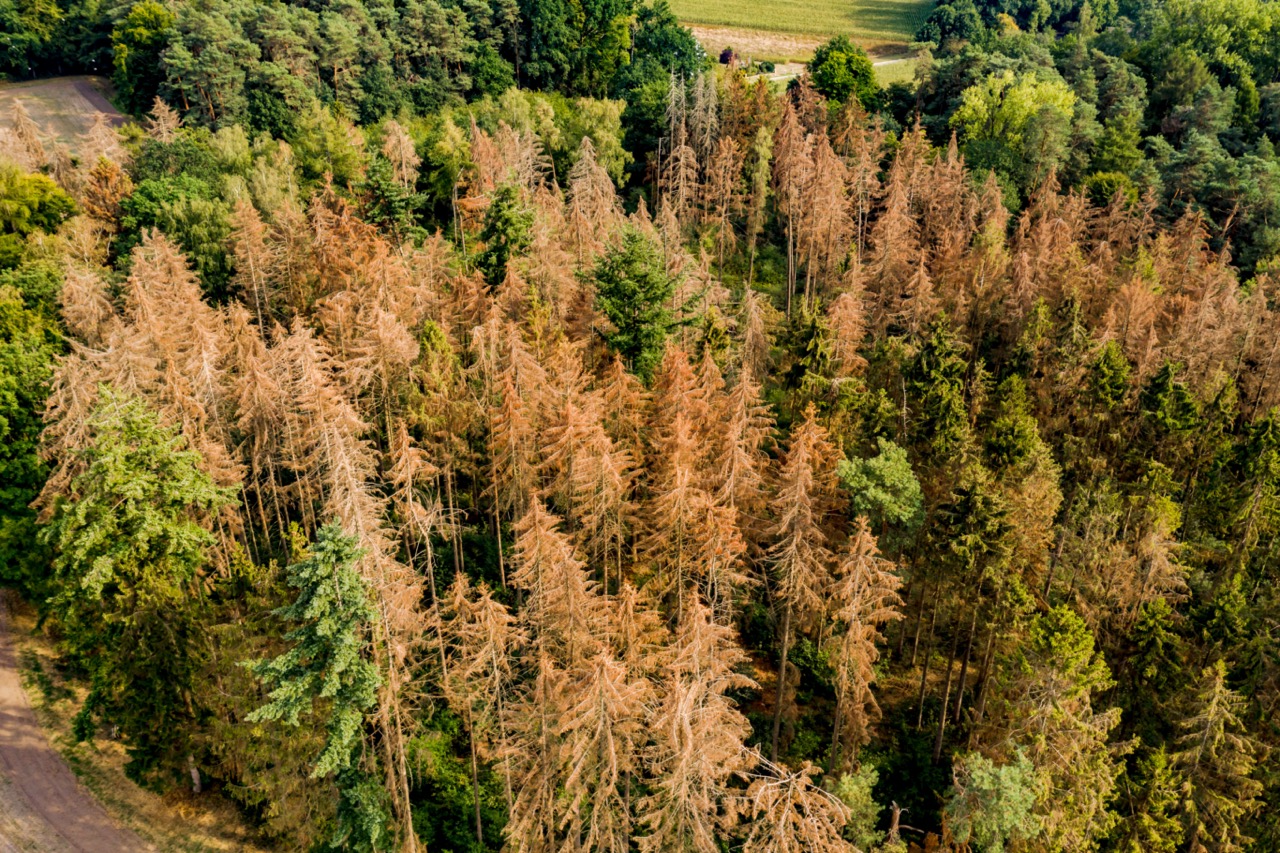 Land der Bäume